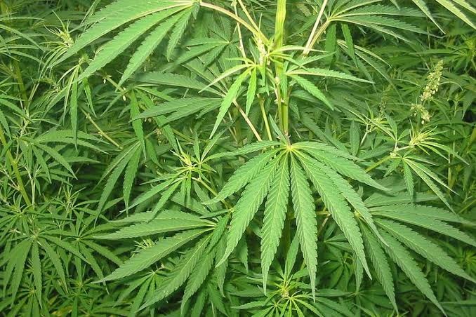 BNN dan Kemenkumham Bahas Legalisasi Ganja Medis :Harapan yang Terus Hidup di Tengah Penolakan